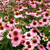 Hectarul - Seminte de echinacea, 0.6 grame FLORIAN